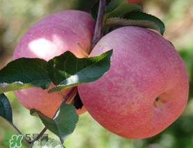 面蘋果和脆蘋果有什么區(qū)別？面蘋果和脆蘋果哪個(gè)營(yíng)養(yǎng)大？