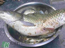 吃草魚可以暖胃嗎?草魚怎么吃最暖胃? 吃草魚可以暖胃嗎?草魚怎么吃最暖胃?