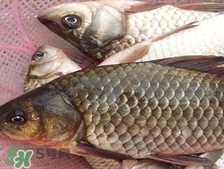 吃鯽魚(yú)可以暖胃嗎?鯽魚(yú)怎么吃最暖胃? 吃鯽魚(yú)可以暖胃嗎?鯽魚(yú)怎么吃最暖胃?