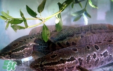 吃黑魚(yú)可以下奶嗎?吃黑魚(yú)能下奶嗎? 吃黑魚(yú)可以下奶嗎?吃黑魚(yú)能下奶嗎?