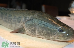 吃黑魚(yú)可以下奶嗎?吃黑魚(yú)能下奶嗎? 吃黑魚(yú)可以下奶嗎?吃黑魚(yú)能下奶嗎?