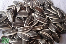 乙肝能吃瓜子嗎？乙肝患者不能食用葵瓜子