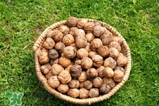 乙肝小三陽可以吃核桃嗎？乙肝大三陽可以吃核桃嗎？