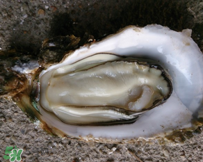 生蠔多少錢(qián)一斤？生蠔一斤有幾個(gè)？