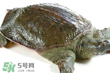 有乙肝可以吃甲魚(yú)嗎？乙肝患者禁吃甲魚(yú)