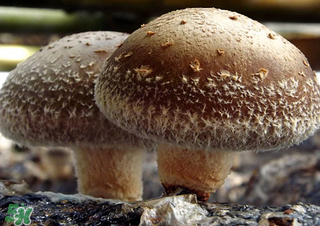 一歲寶寶可以吃香菇嗎？寶寶多大可以吃香菇？