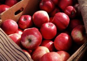 野蘋果多少錢一斤？野蘋果價(jià)格