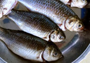 吃鯽魚(yú)可以暖胃嗎?鯽魚(yú)怎么吃最暖胃?