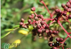 野花椒能吃嗎?野花椒的功效與作用 野花椒能吃嗎?野花椒的功效與作用