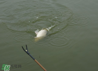 立春能釣魚嗎？立春好釣魚嗎？