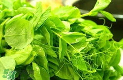 豌豆尖怎么做好吃?豌豆尖的功效與作用 豌豆尖怎么做好吃?豌豆尖的功效與作用