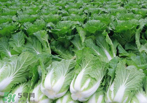 臘月吃什么蔬菜？臘月吃什么素菜？