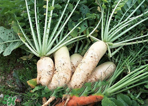 臘月吃什么蔬菜？臘月吃什么素菜？