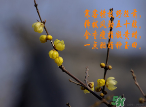 臘月有什么時(shí)候好日子？臘月有幾個(gè)黃道吉日？