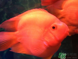 魚眼睛紅了怎么回事？魚眼睛變紅是什么原因？