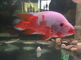 魚眼睛紅了怎么回事？魚眼睛變紅是什么原因？