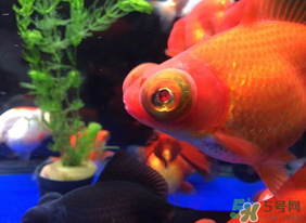 魚眼睛紅了怎么回事？魚眼睛變紅是什么原因？