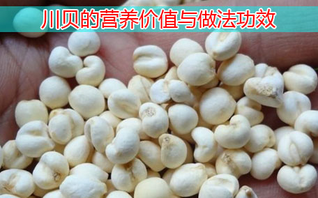 川貝對(duì)什么咳嗽有用 川貝對(duì)咽喉炎有效果嗎