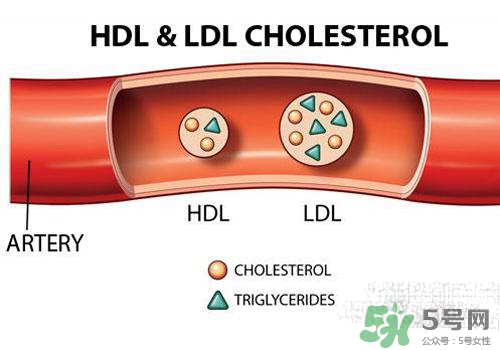 膽固醇高是血脂稠嗎？膽固醇高和血脂稠有什么聯(lián)系？