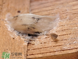 燕窩可以和銀耳一起燉嗎?一起燉好嗎 燕窩可以和銀耳一起燉嗎?一起燉好嗎