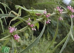益母草煮雞蛋有什么好處?益母草雞蛋湯的功效與作用 益母草煮雞蛋有什么好處?益母草雞蛋湯的功效與作用