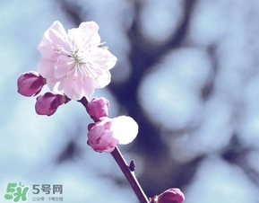 立春吃什么蔬菜？立春時令蔬菜推薦