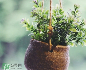 立春吃什么蔬菜？立春時令蔬菜推薦