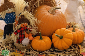 南瓜多少錢一斤？南瓜一畝能收多少斤？