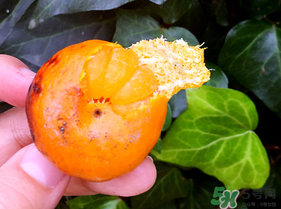 橘子烤著吃會上火嗎？烤橘子上火嗎？