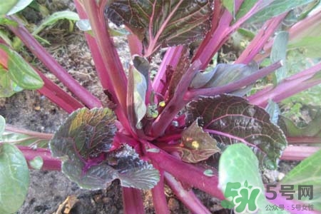 紅菜苔熱量高嗎？吃紅菜苔嗎會(huì)胖嗎？