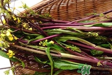 紅菜苔苦的可以吃嗎？紅菜苔很苦可以吃嗎？