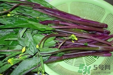 紅菜苔的花可以吃嗎？紅菜苔上面的花能吃嗎？