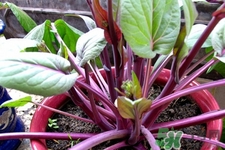 紅菜苔的花可以吃嗎？紅菜苔上面的花能吃嗎？