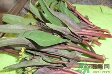 紅菜苔的花可以吃嗎？紅菜苔上面的花能吃嗎？