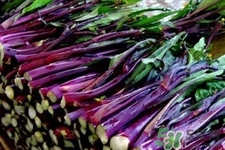 紅菜苔怎么挑選？如何挑選紅菜苔？