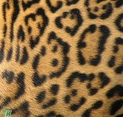 豹紋美甲圖片2017 豹紋美甲怎么畫 豹紋美甲圖片2017 豹紋美甲怎么畫