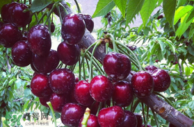 車?yán)遄釉趺幢４婧?？車?yán)遄釉趺幢ｕr？