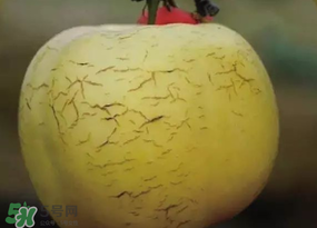 蘋果裂紋能吃嗎？蘋果裂紋是怎么回事？