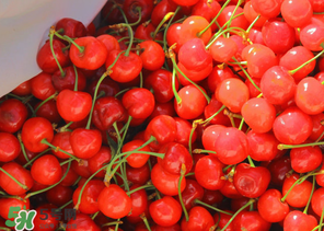 車厘子什么季節(jié)吃？車厘子是什么季節(jié)的水果？