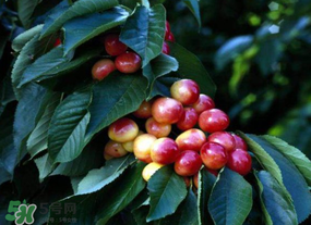 車?yán)遄硬恍迈r了怎么辦？車?yán)遄硬恍迈r能吃嗎？