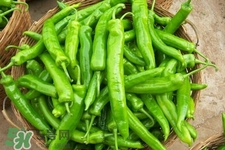 青椒可以放冰箱嗎？為什么青椒不能放冰箱？