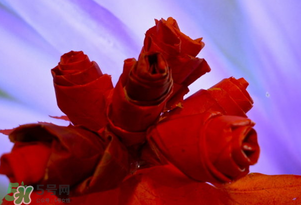 情人節(jié)送什么顏色的玫瑰花好？情人節(jié)送幾朵玫瑰花好？