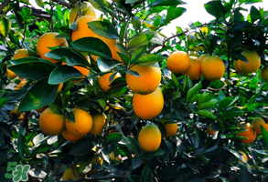 臍橙多少錢一斤？贛南臍橙多少錢一斤？