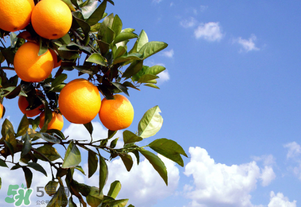 臍橙多少錢一斤？贛南臍橙多少錢一斤？