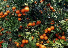 血橙多少錢一斤？四川血橙多少錢一斤？