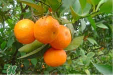 寶寶可以吃冰糖橘嗎？寶寶吃冰糖橘上火嗎？