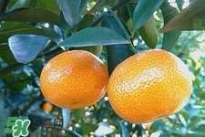 糖尿病可以吃橘子嗎？糖尿病任能吃橘子嗎？