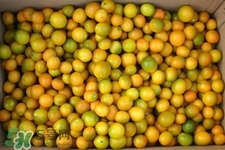 貢桔上火嗎？貢桔吃多了上火嗎？