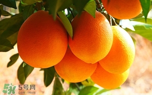 吃臍橙會上火嗎？臍橙吃多了會上火嗎？