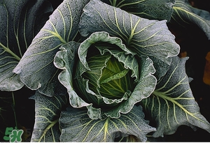 老人吃什么好？老人飲食注意事項(xiàng)